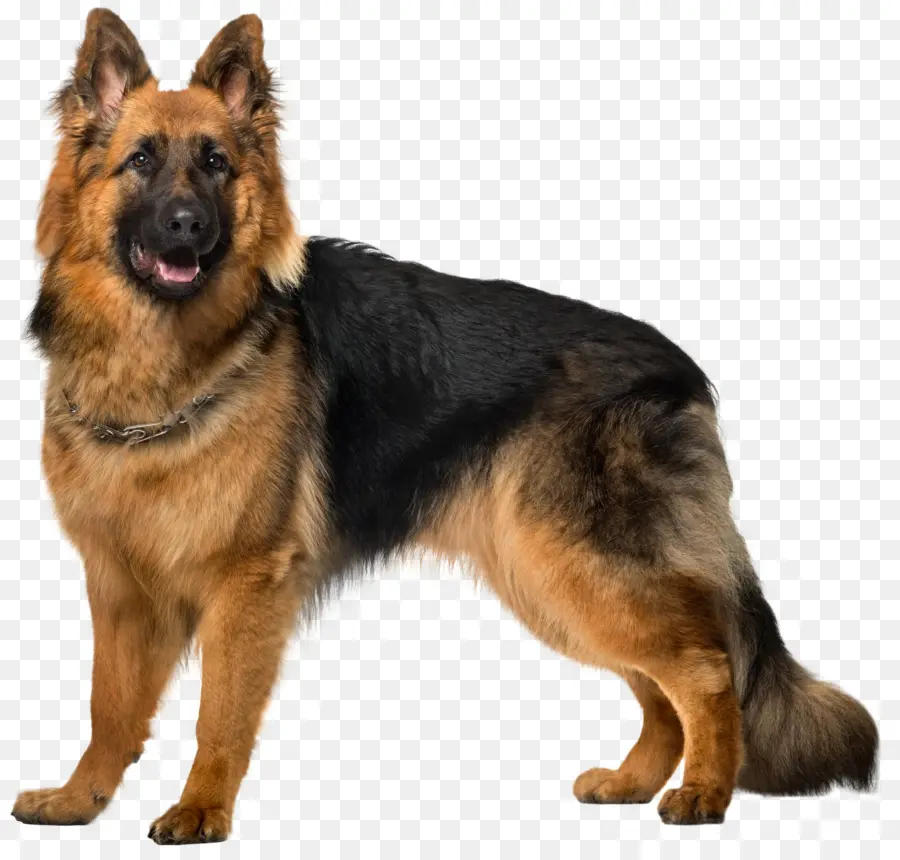 Berger Allemand，Vieux Chien De Berger Allemand PNG