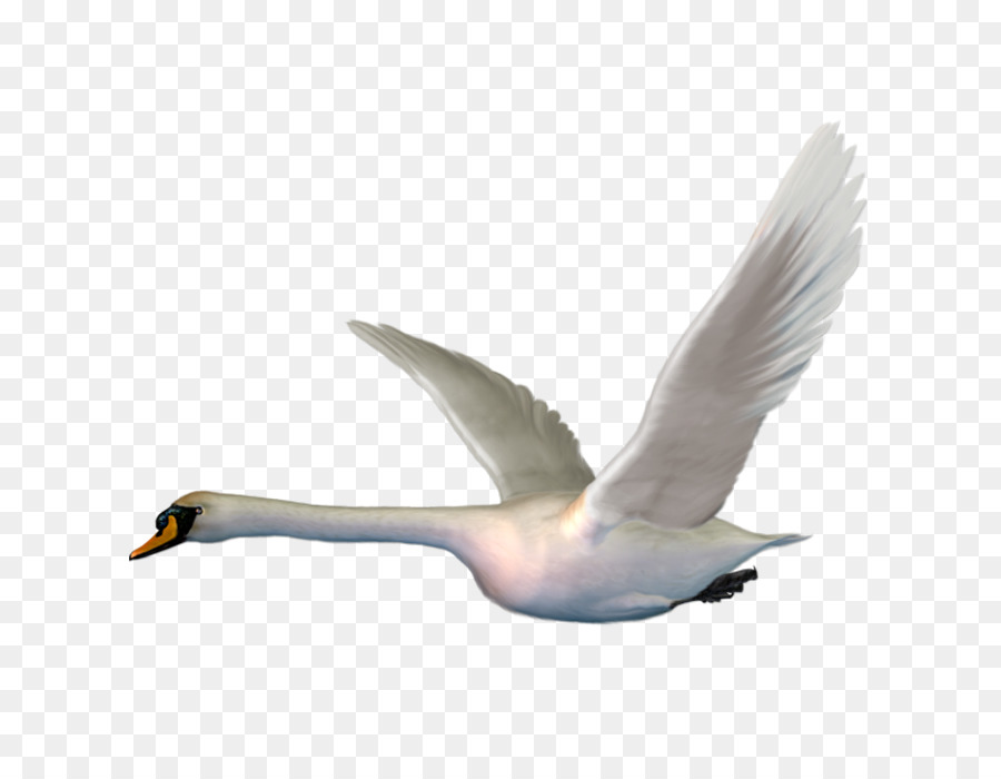 Cygne，Sauvagine PNG