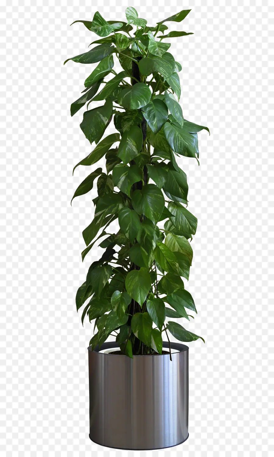 Plante En Pot，Verdure PNG