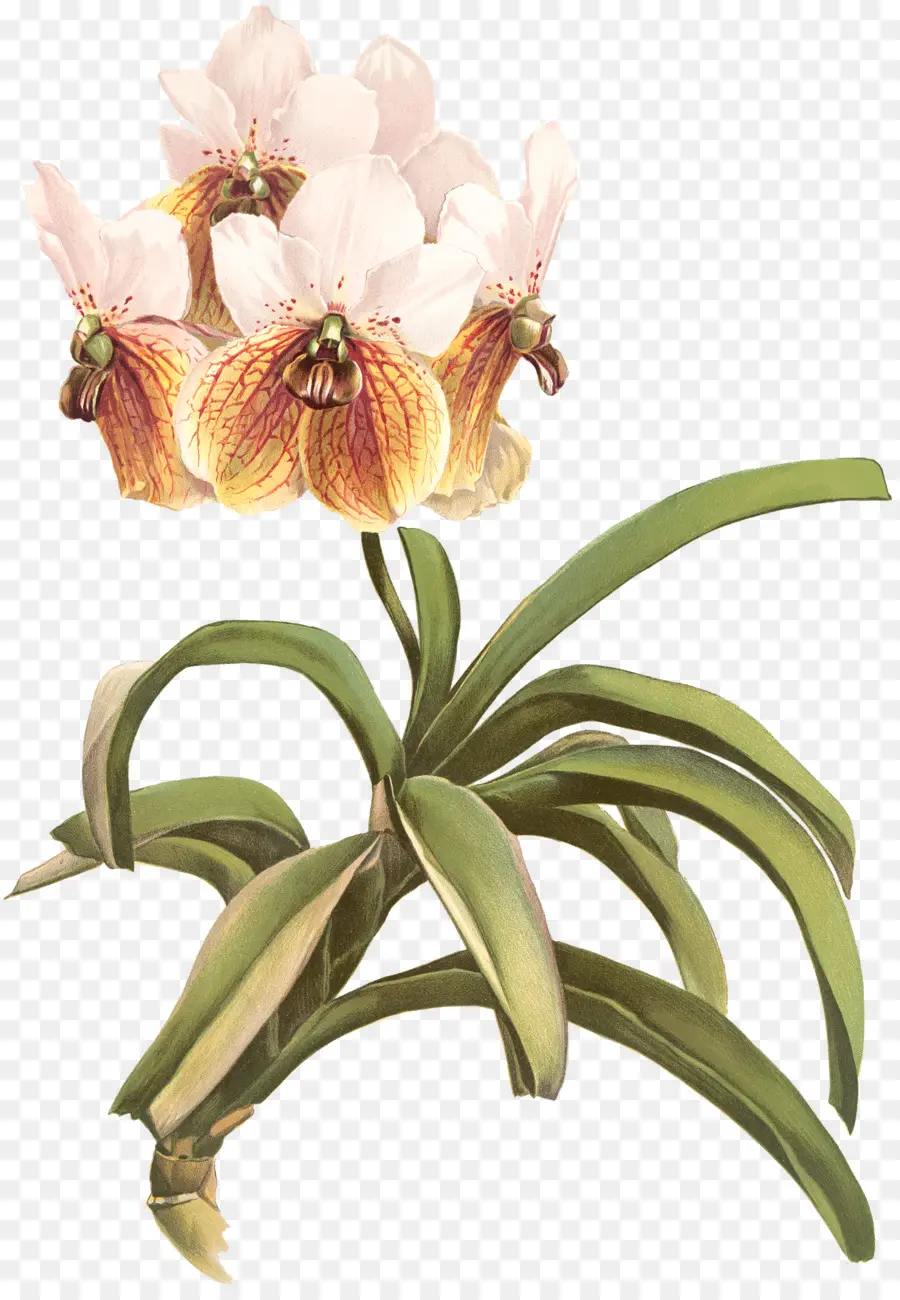 Reichenbachia Orchidées Illustrés Et Décrits，Walingwaling PNG