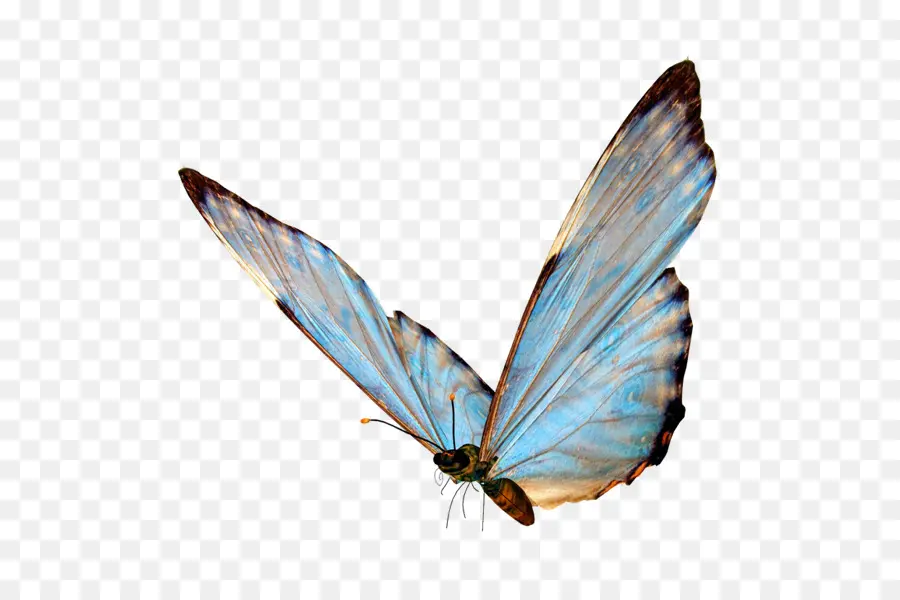 Papillon Bleu，Ailes PNG