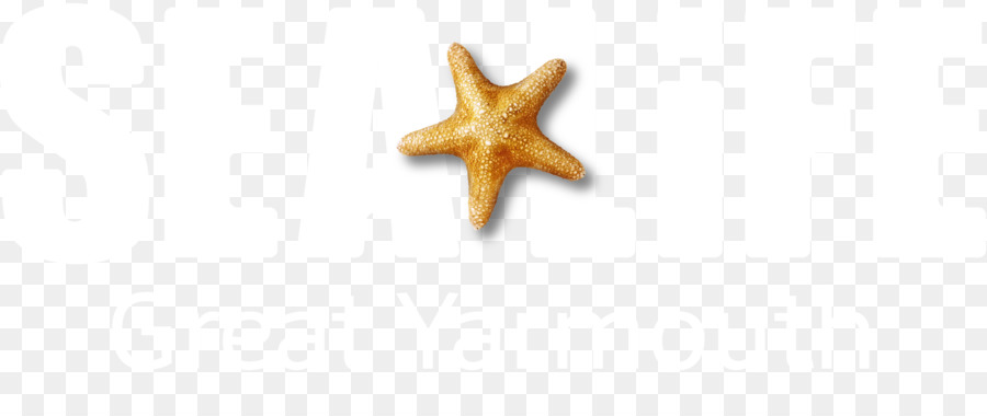 Les étoiles De Mer，Les Bijoux De Corps PNG