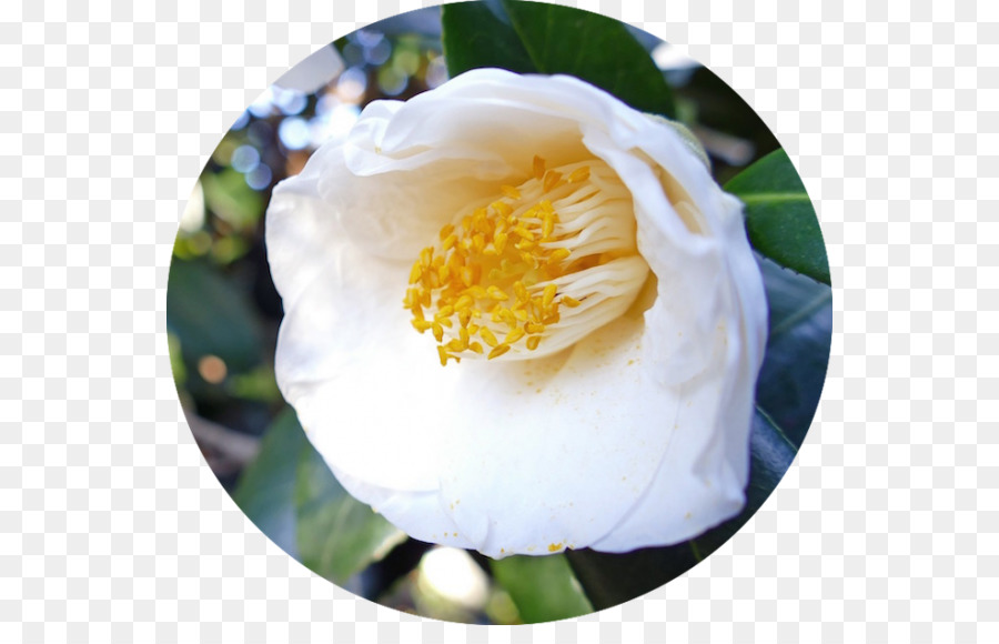 Japonais Camélia，Camellia Sasanqua PNG