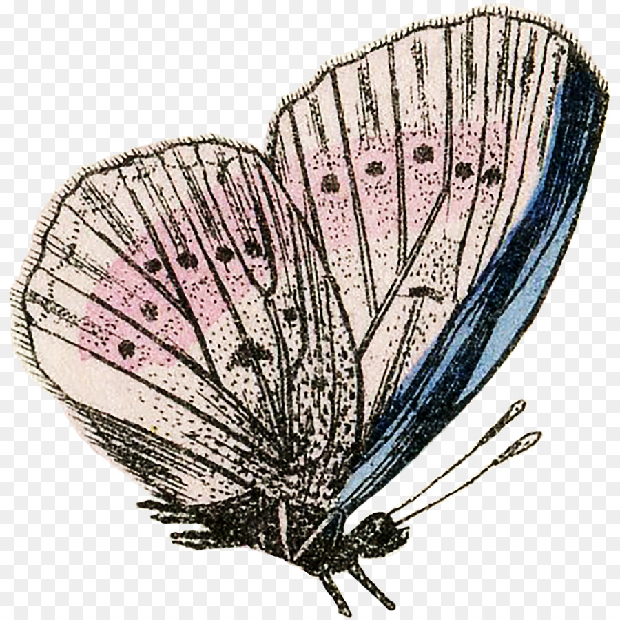 Papillon De Nuit，Insecte PNG