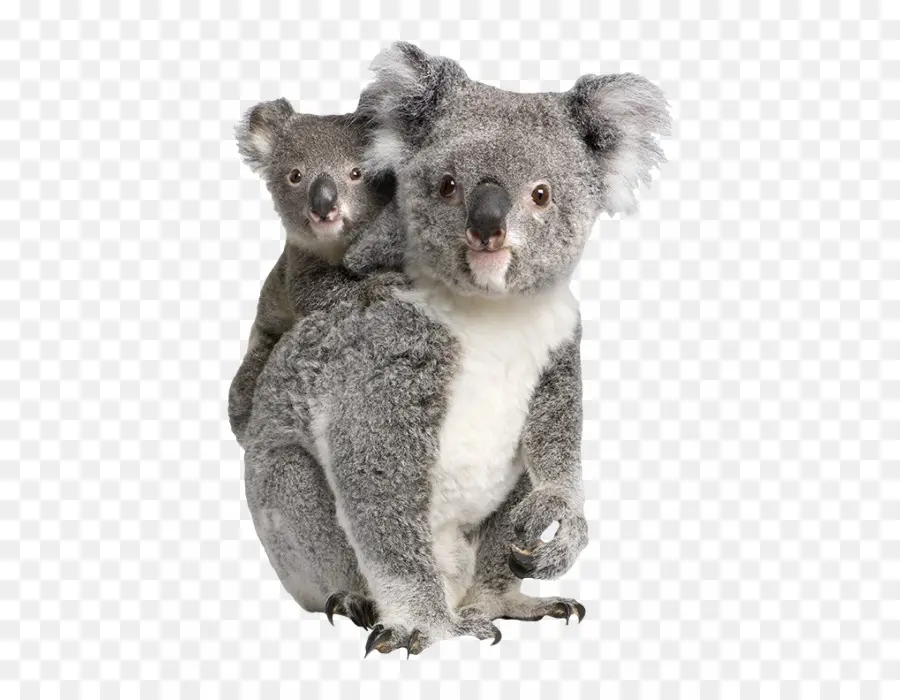 Koala，Zoo De Billabong PNG