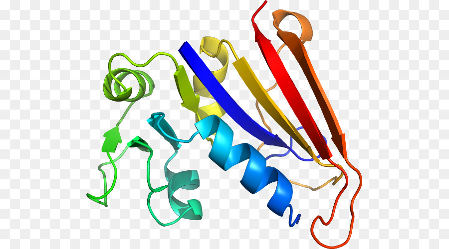 Structure Des Protéines，Molécule PNG