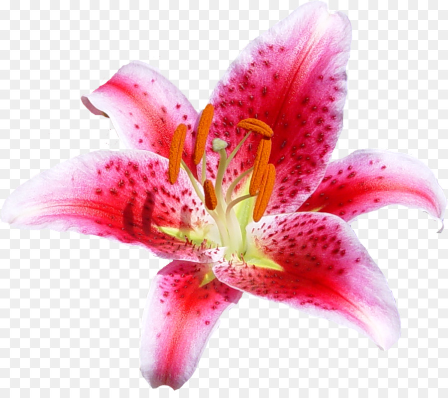 Fleur，Lily Corail PNG
