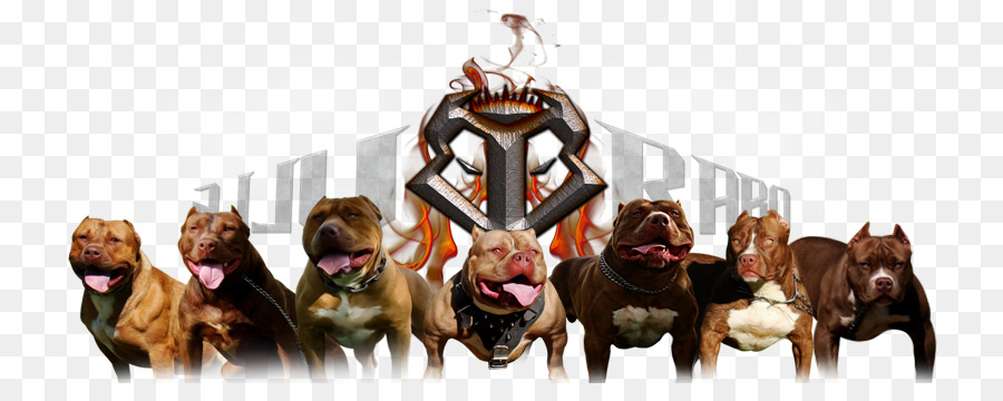 Chiens，Pitbulls PNG