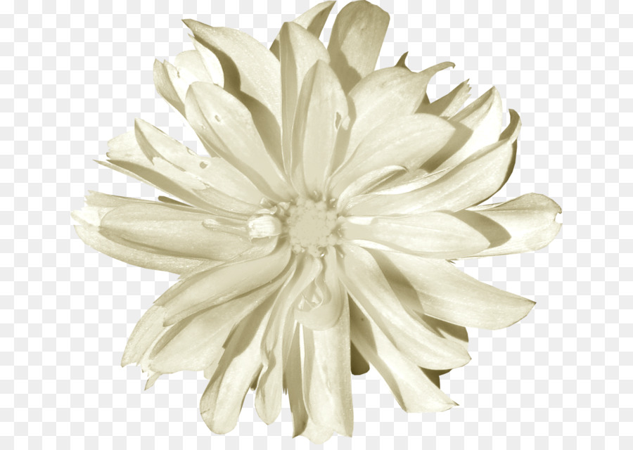 Chrysanthème，Blanc PNG