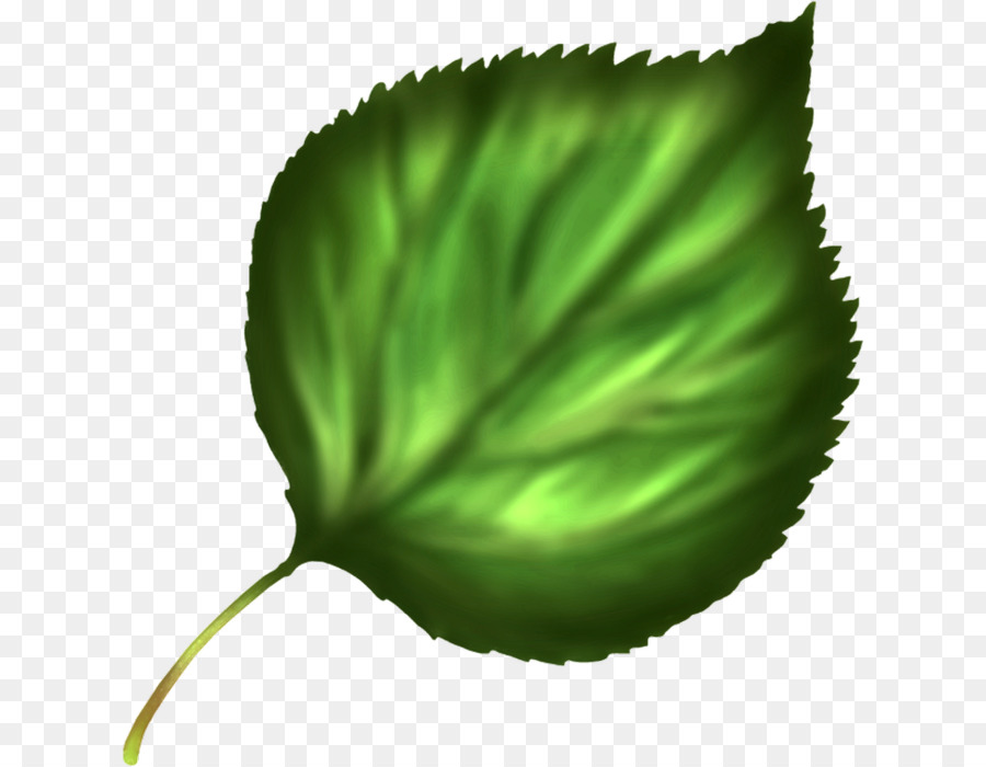 Feuilles Vertes，Usine PNG