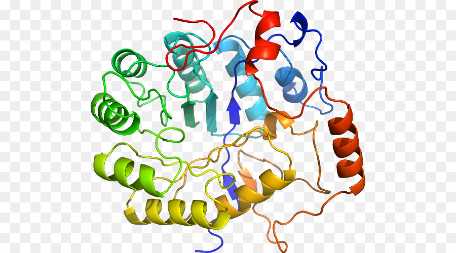 Structure Des Protéines，Molécule PNG