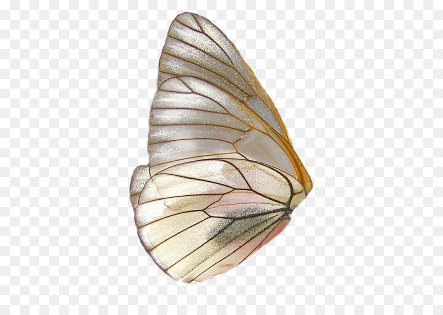 Papillon Orange，Ailes PNG