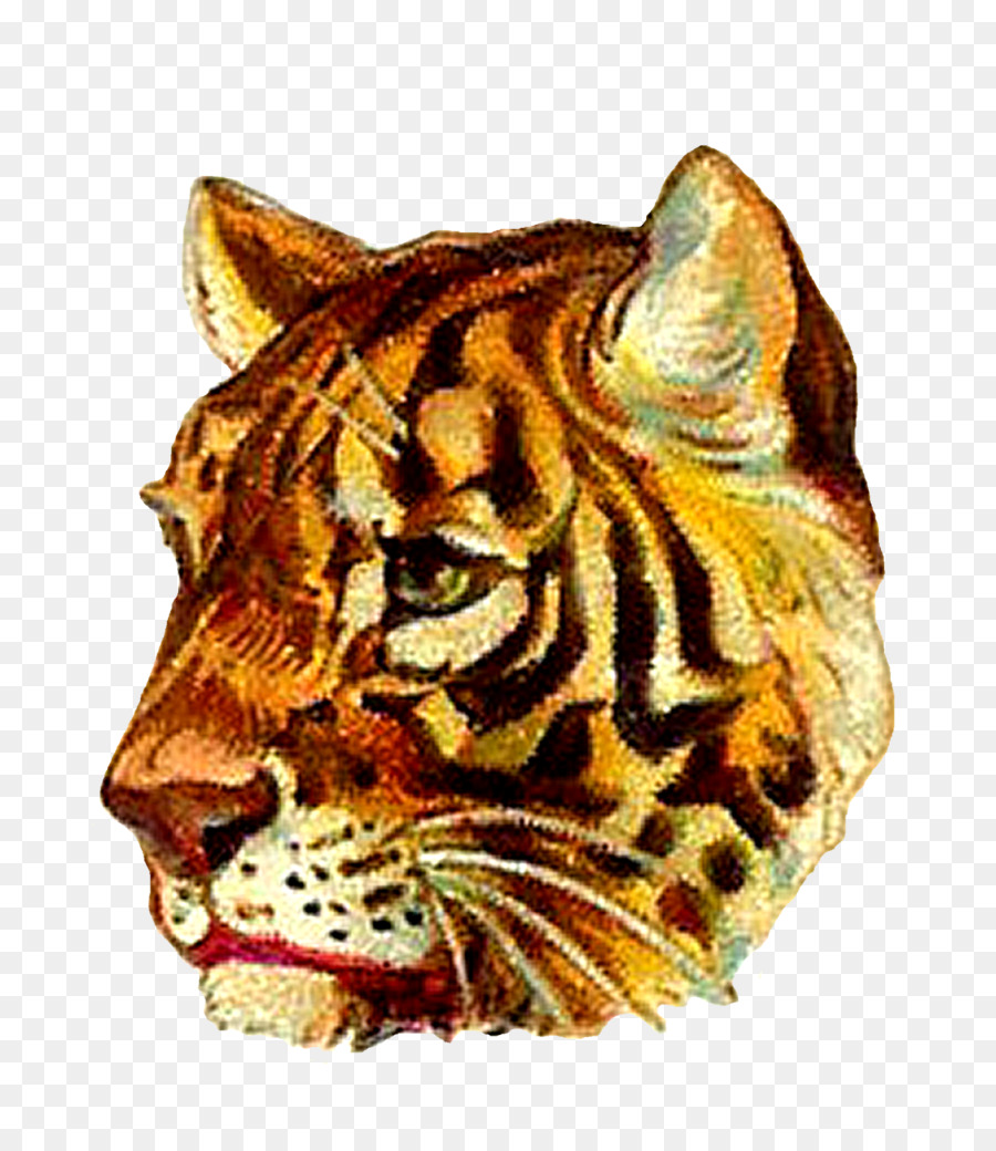 Tigre，Chat PNG