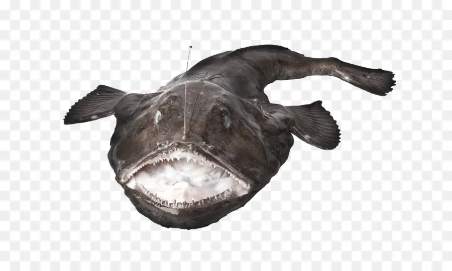 Lotte De Mer，Poisson PNG