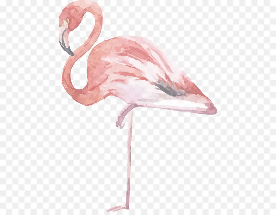 Flamant，Rose PNG