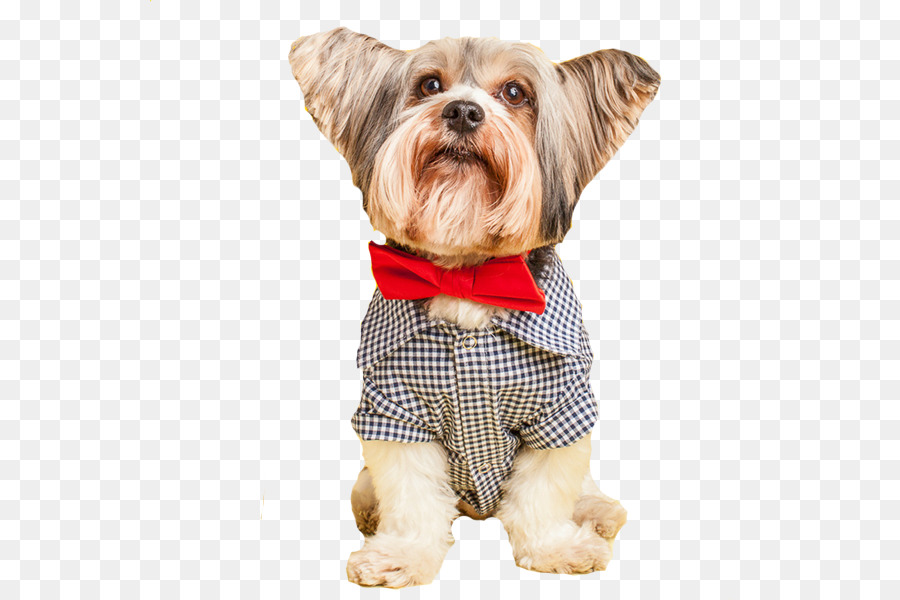 Race De Chien，Le Yorkshire Terrier PNG