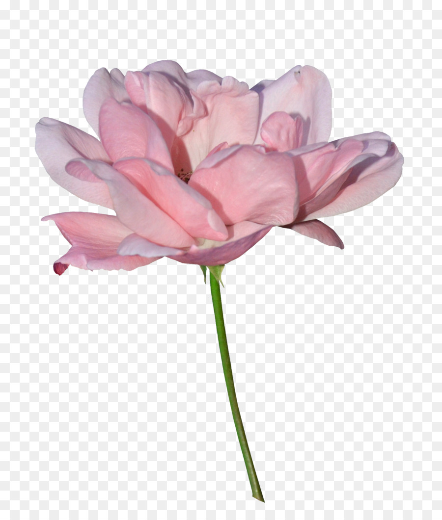 Les Roses De Jardin，Chou Rose PNG