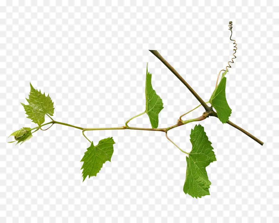 Vigne，Feuilles PNG