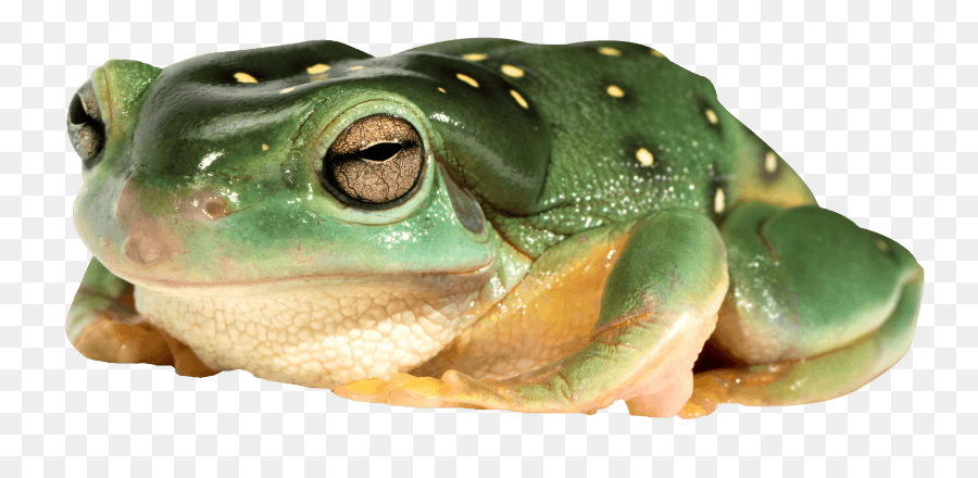 grenouille americaine grenouille comestible grenouille png grenouille americaine grenouille comestible grenouille transparentes png gratuit grenouille comestible grenouille png