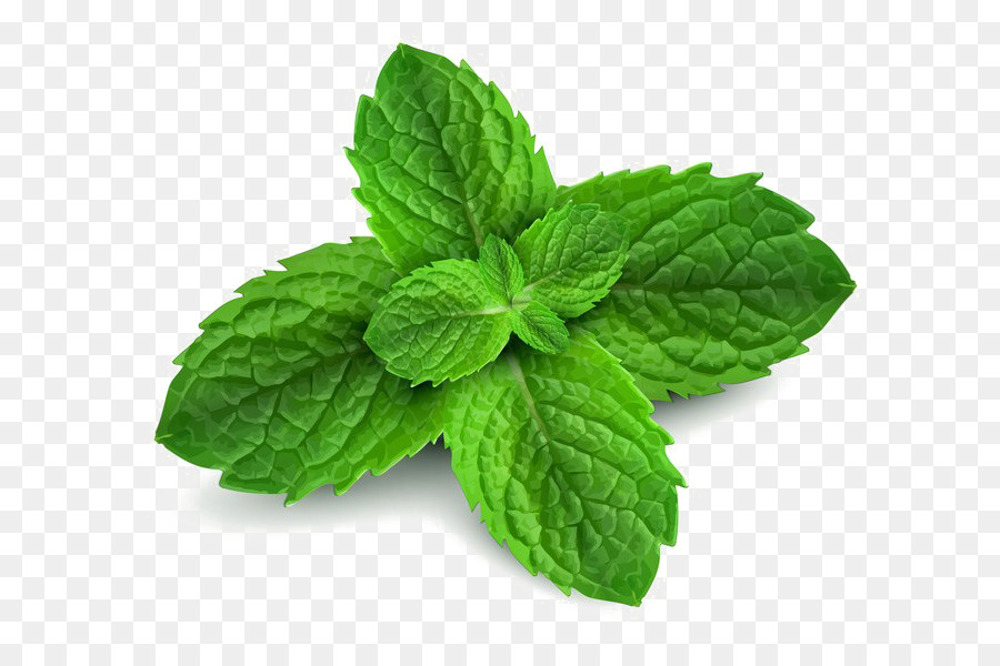 la menthe poivree la menthe verte menthol png la menthe poivree la menthe verte menthol transparentes png gratuit la menthe verte menthol png