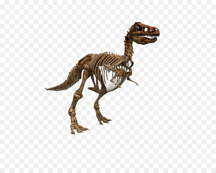 Squelette De Dinosaure，Dinosaure PNG