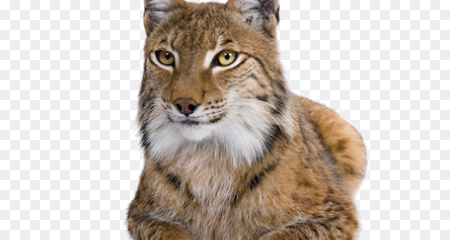 Lynx，Chat PNG