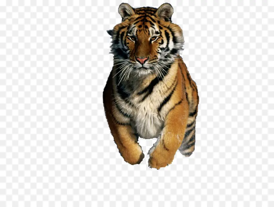 Tigre Au Repos，Animal PNG