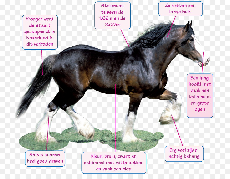 Cheval，Poney PNG