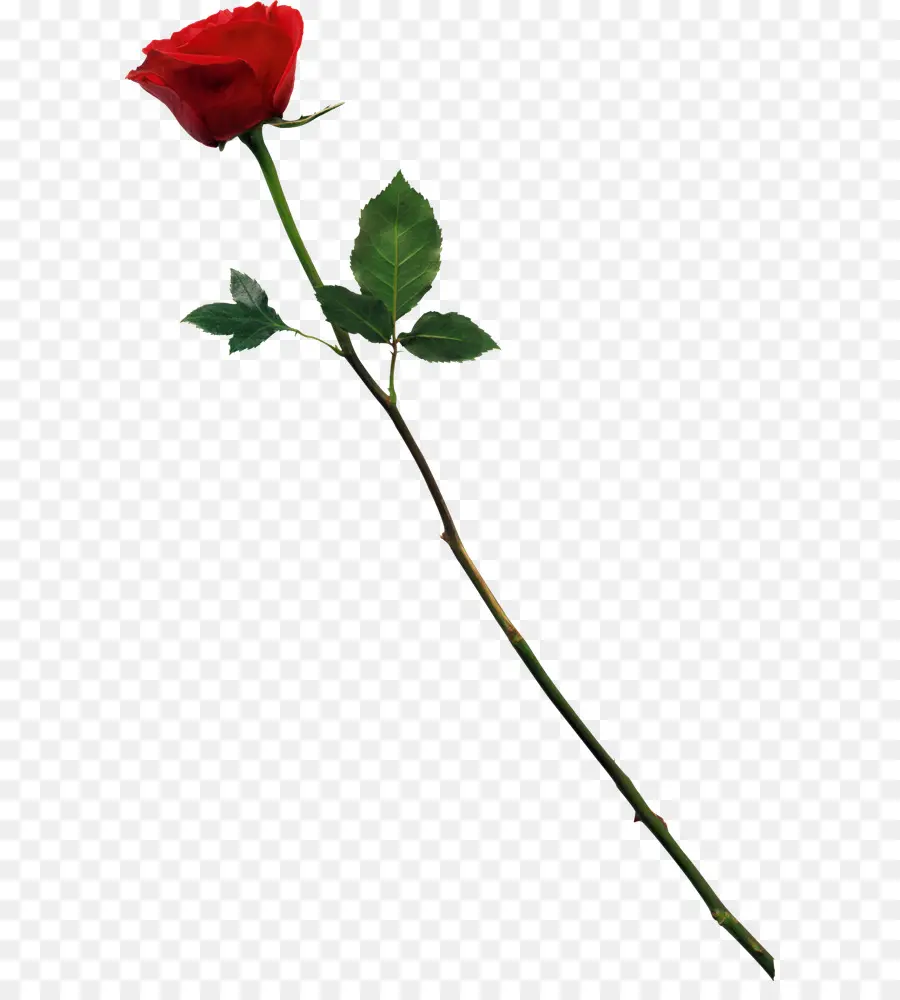 Rose Rouge，Floraison PNG