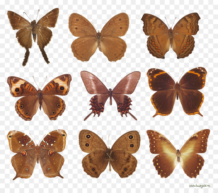 Papillons，Ailes PNG