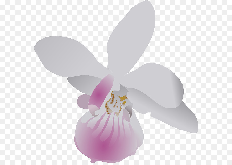 Des Orchidées Cattleya，Teigne Des Orchidées PNG