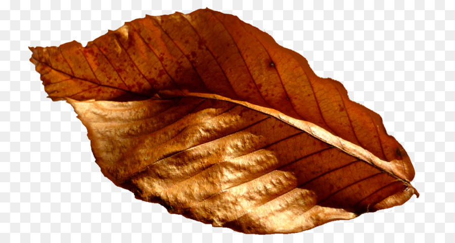 Feuille，Brun PNG