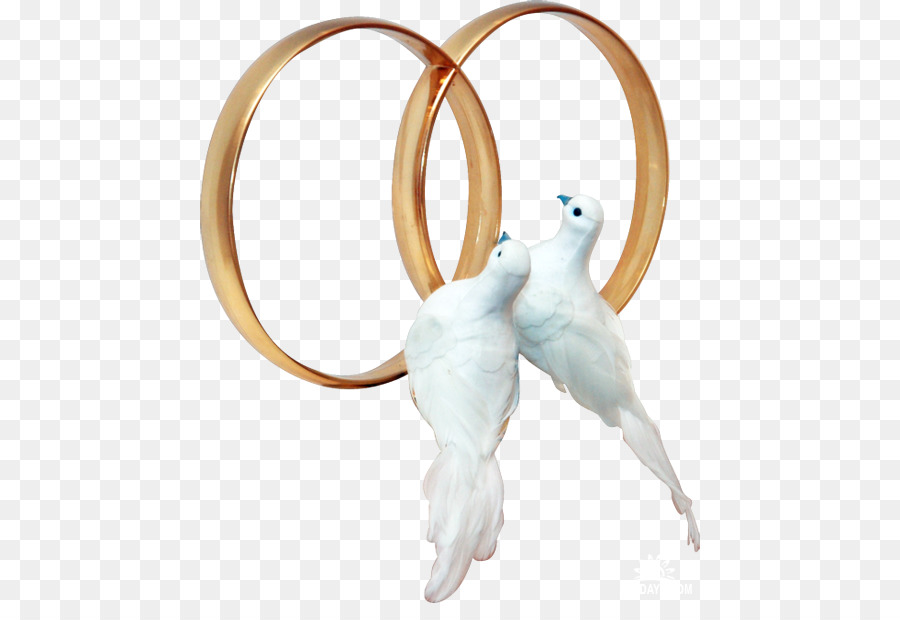 Les Pigeons Et Les Colombes Bague De Mariage Mariage Png Les Pigeons Et Les Colombes Bague De Mariage Mariage Transparentes Png Gratuit