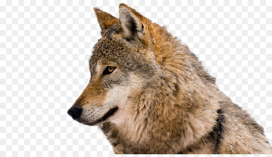 Coyote，Eurasie Loup PNG