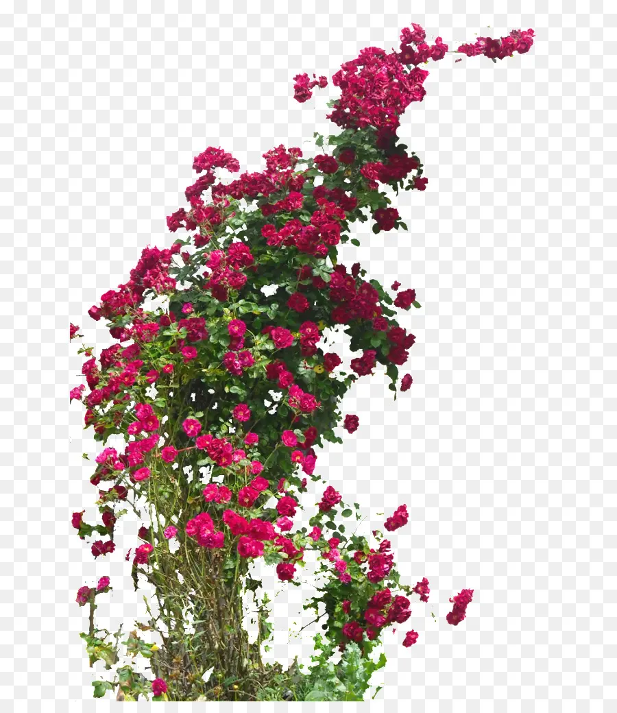 Les Roses De Jardin，Ramblerrose PNG