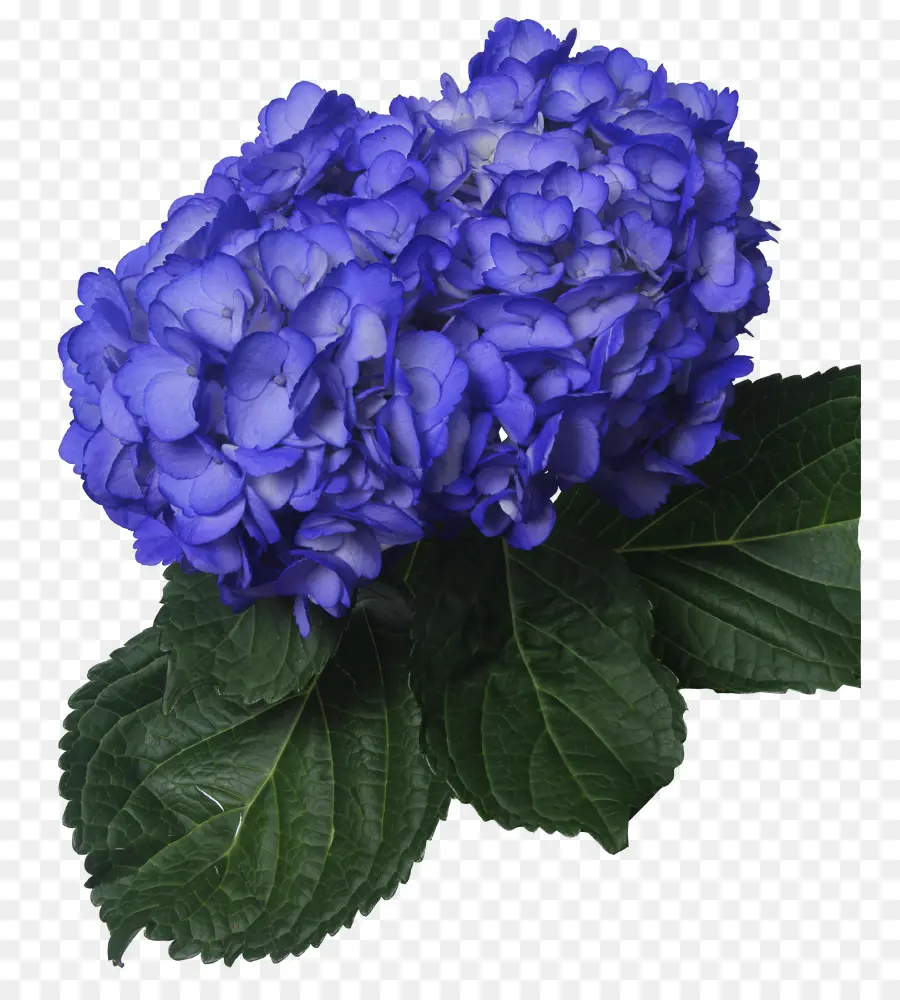 Hortensia Bleu，Feuilles Vertes PNG