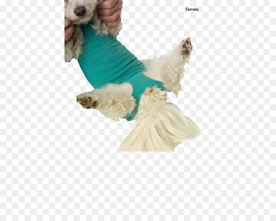 Race De Chien，Chien PNG