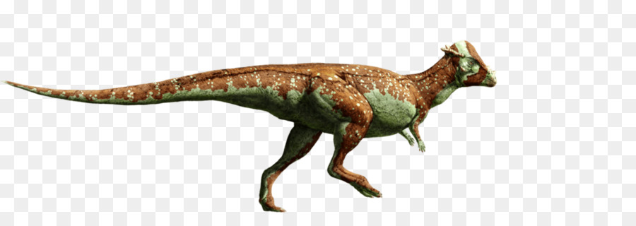 Le Tyrannosaure，Pachycephalosaurus PNG