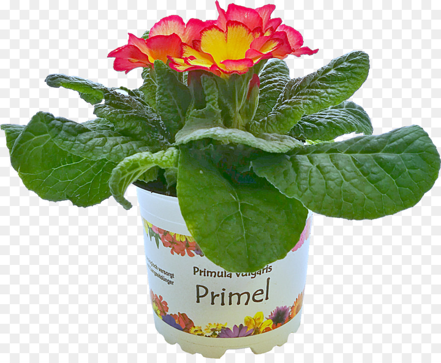 Primrose，Flowerpot PNG