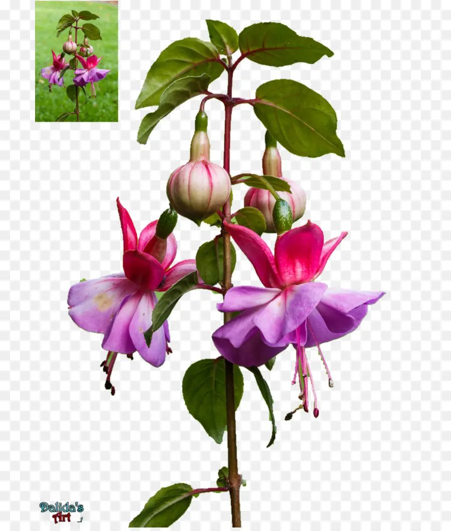 Fuchsia，Fleur PNG