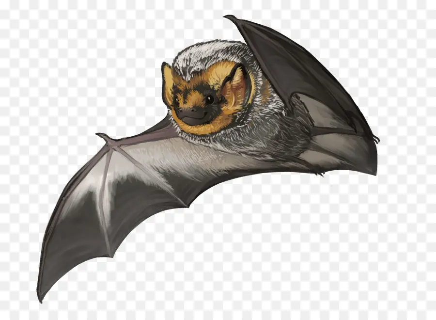 Chauve Souris，Kitti De Hognosed Chauve Souris PNG