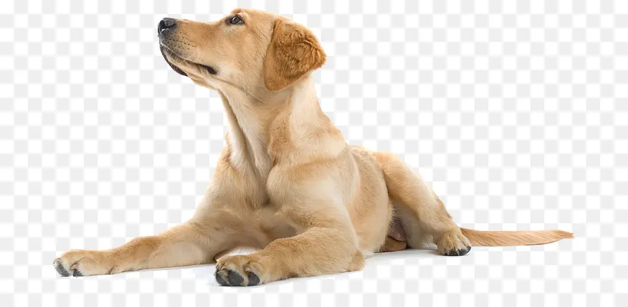 Le Labrador Retriever，Golden Retriever PNG