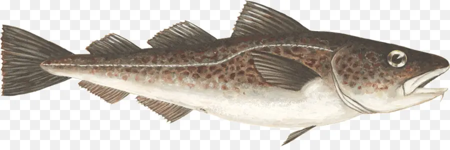 La Morue，Les Poissons PNG