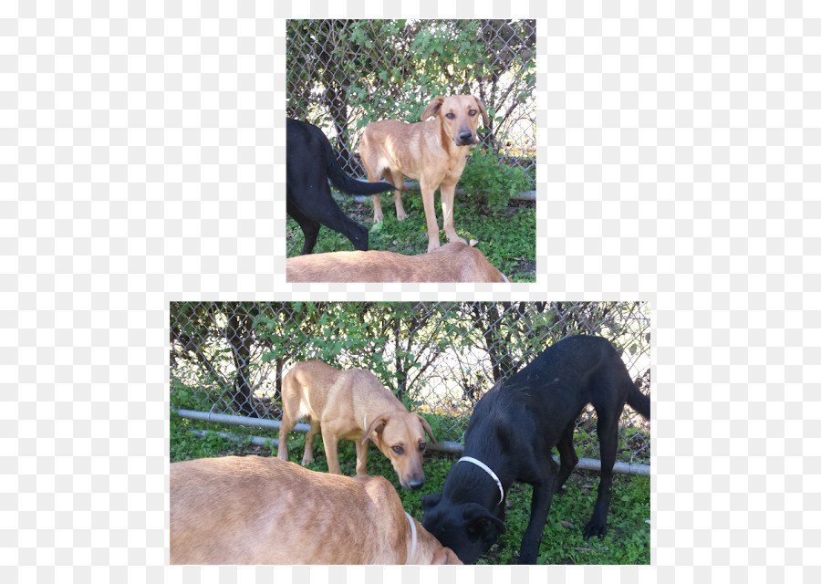 Greyhound，Petit Lévrier Italien PNG