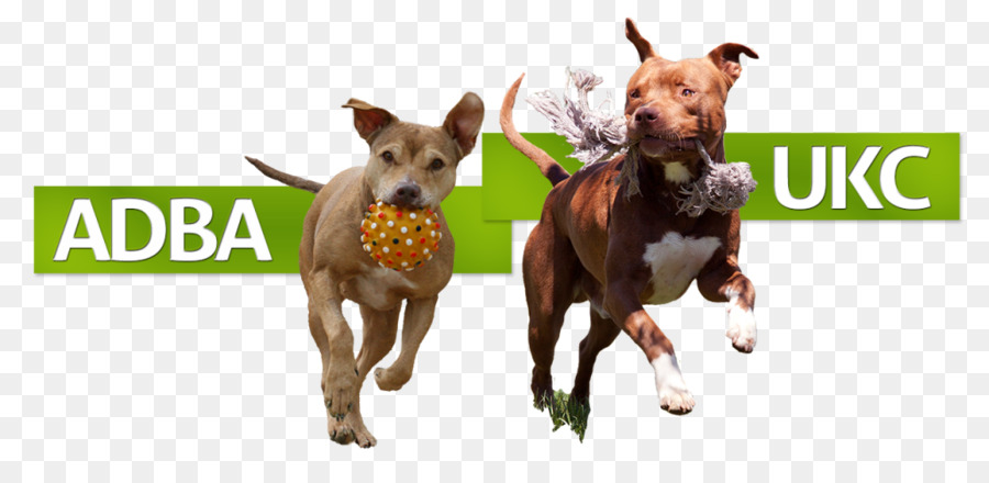 Race De Chien，American Pit Bull Terrier PNG