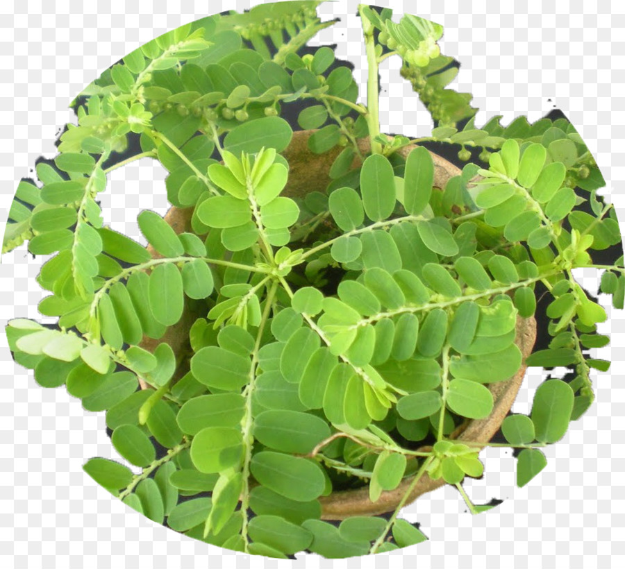 Plante Verte，Feuillage PNG