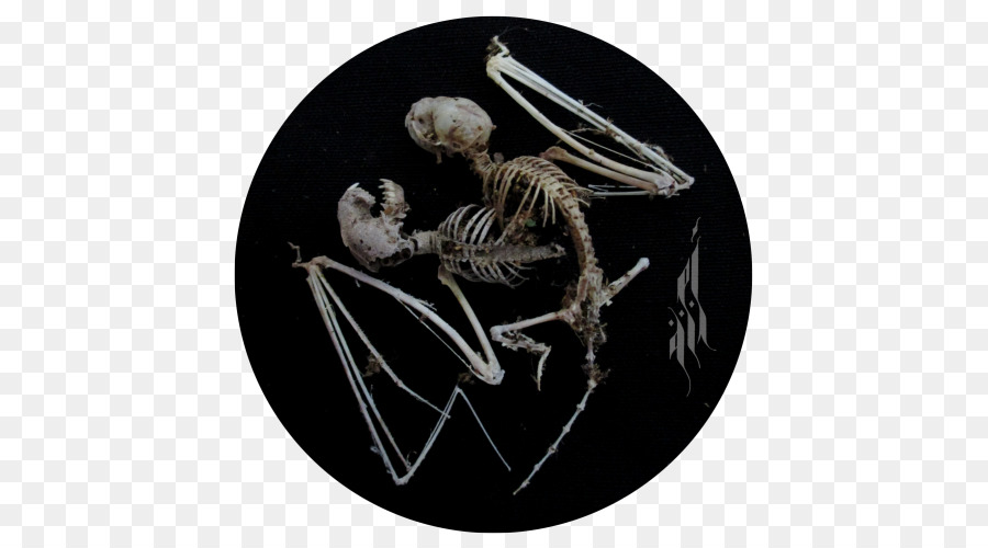 Squelette，Organisme PNG