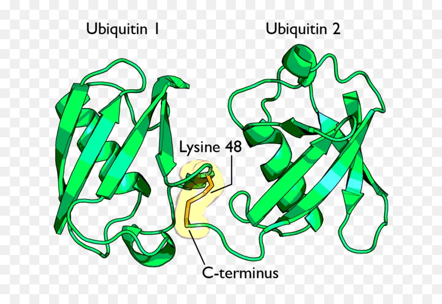 Structure De L'ubiquitine，Ubiquitine PNG