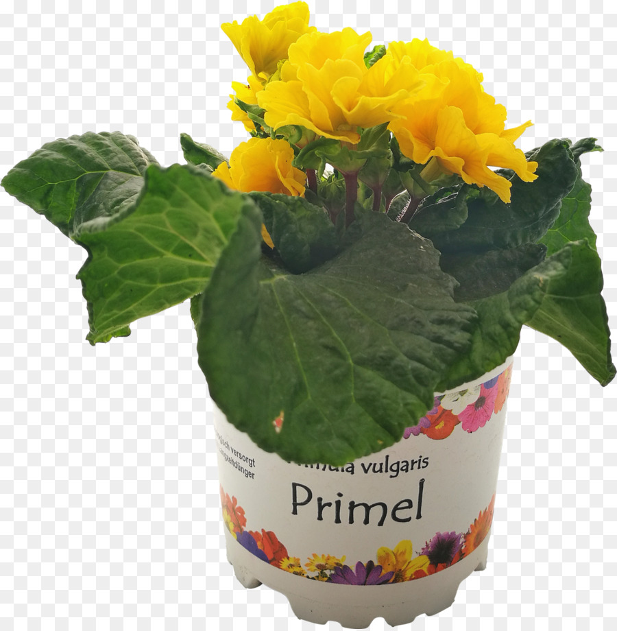 Les Fleurs Coupées，Flowerpot PNG