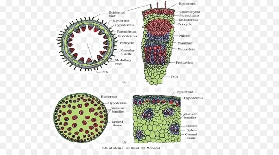 Cellules Végétales，Microscope PNG